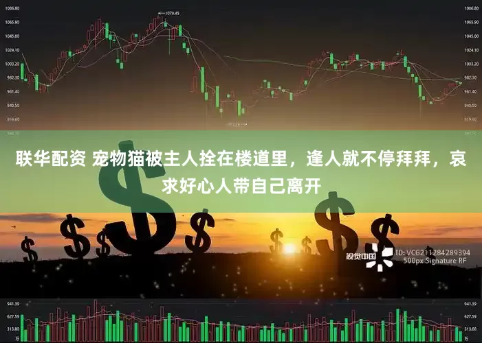 联华配资 宠物猫被主人拴在楼道里，逢人就不停拜拜，哀求好心人带自己离开