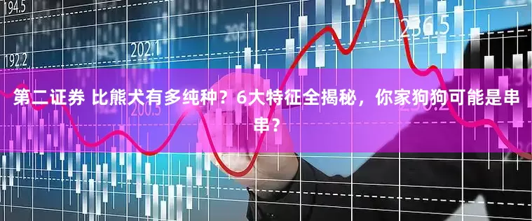第二证券 比熊犬有多纯种？6大特征全揭秘，你家狗狗可能是串串？